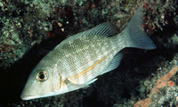 Lethrinus obsoletus, Orange-striped emperor: fisheries