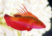 Paracheilinus lineopunctatus, Spot-lined flasher: aquarium