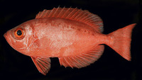 Priacanthus meeki, Hawaiian bigeye: fisheries, aquarium