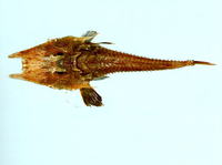 Peristedion moluccense, Black-finned armoured-gurnard: