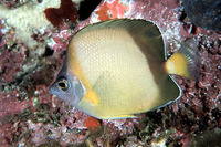 Chaetodon nippon, Japanese butterflyfish: fisheries, aquarium