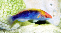 Cirrhilabrus lubbocki, Lubbock's wrasse: aquarium