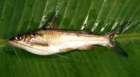Mystus oculatus, : fisheries