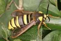 Sesia apiformis - Hornet Moth