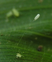 Chrysoperla carnea - Common Green Lacewing