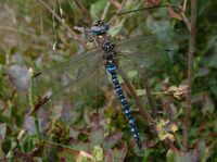 Aeshna mixta - Migrant Hawker