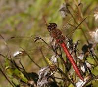 Sympetrum sanguineum - Ruddy Darter