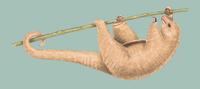 Image of: Cyclopes didactylus (silky anteater)