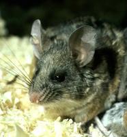 Image of: Peromyscus californicus (California mouse)