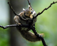 Image of: Tamiops swinhoei (Swinhoe's striped squirrel)