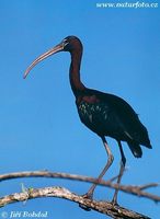 Plegadis falcinellus - Glossy Ibis