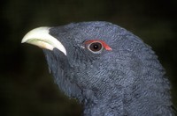 Tetrao urogallus - Western Capercaillie