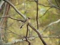 Acanthagenys rufogularis - Spiny-cheeked Honeyeater