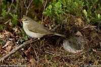 Phylloscopus trochilus - Willow Warbler