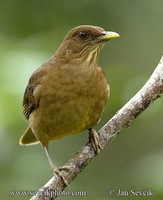 Turdus grayi - Clay-colored Thrush