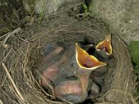 Turdus merula - Eurasian Blackbird