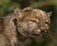 Herpailurus yaguarondi - Jaguarundi