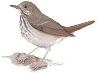 Image of: Cichladusa guttata (spotted morning-thrush)