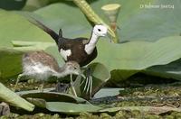 Image of: Hydrophasianus chirurgus (pheasant-tailed jacana)