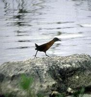 Image of: Laterallus ruber (ruddy crake)