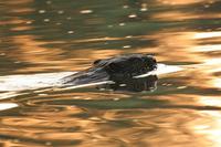 Castor fiber - Eurasian Beaver