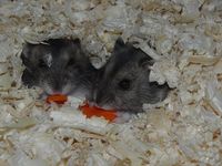 Phodopus sungorus - Dzhungarian Hamster