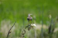 Image of: Sturnella neglecta (western meadowlark)