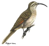 Image of: Upucerthia dumetaria (scale-throated earthcreeper)
