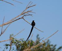 Image of: Vidua paradisaea (eastern paradise-whydah)