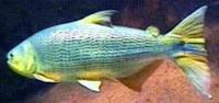 Image of: Salminus maxillosus