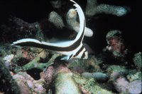 Equetus lanceolatus - Donkey Fish