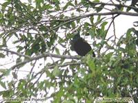 White-faced Cuckoo Dove - Turacoena manadensis