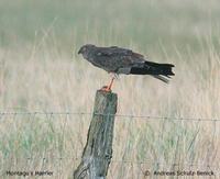 Montagu's Harrier - Circus pygargus