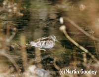 Solitary Snipe - Gallinago solitaria