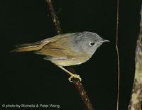 Grey-cheeked Fulvetta - Alcippe morrisonia