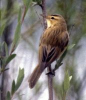 Streaked Reed Warbler - Acrocephalus sorghophilus