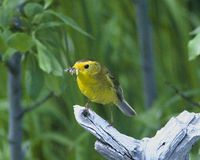 Wilson's Warbler - Wilsonia pusilla