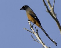 Andaman Treepie - Dendrocitta bayleyi