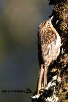 Brown-throated Treecreeper - Certhia discolor