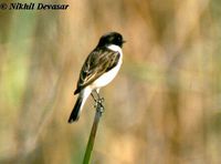 White-tailed Stonechat - Saxicola leucurus