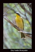 Grey headed Honeyeater