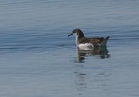 Manx Shearwater - Puffinus puffinus