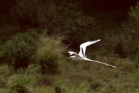 White-tailed Tropicbird - Phaethon lepturus