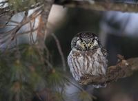 Boreal Owl (Aegolius funereus) photo