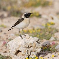 Black-eared Wheatear (Oenanthe hispanica) photo