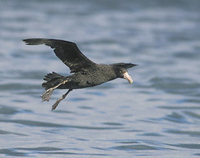 Southern Giant Petrel (Macronectes giganteus) photo