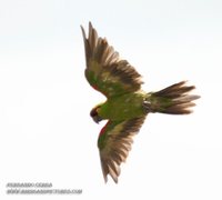 Maroon-fronted Parrot - Rhynchopsitta terrisi