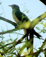 African Cuckoo - Cuculus gularis