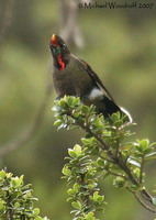 Rainbow-bearded Thornbill - Chalcostigma herrani