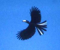 African Pied Hornbill - Tockus fasciatus